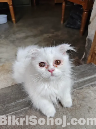 Persian Cat